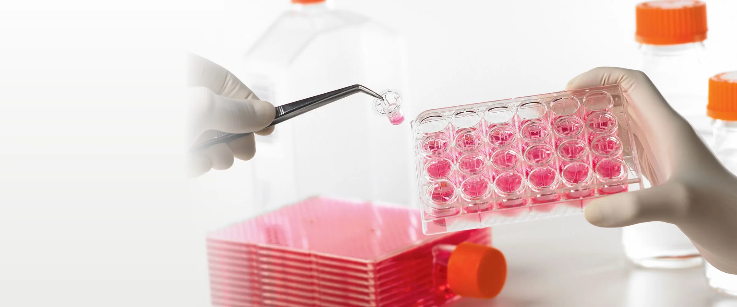 장갑 낀 손으로 Corning 24웰 세포배양 플레이트에 인서트를 옮기는 모습과 주황 캡 배양 플라스크